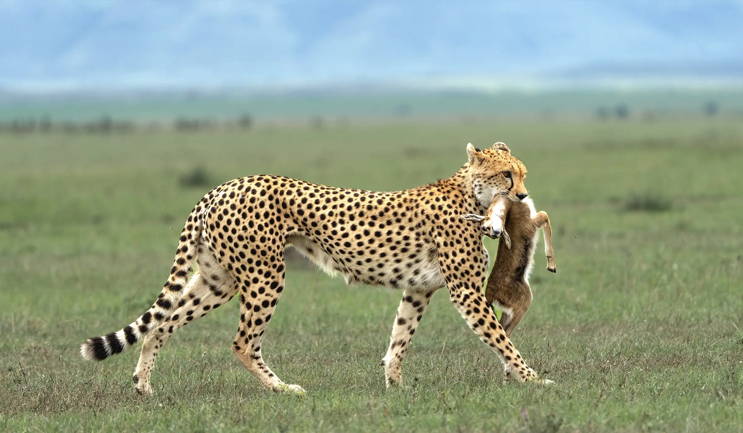Tanzania — photo 1