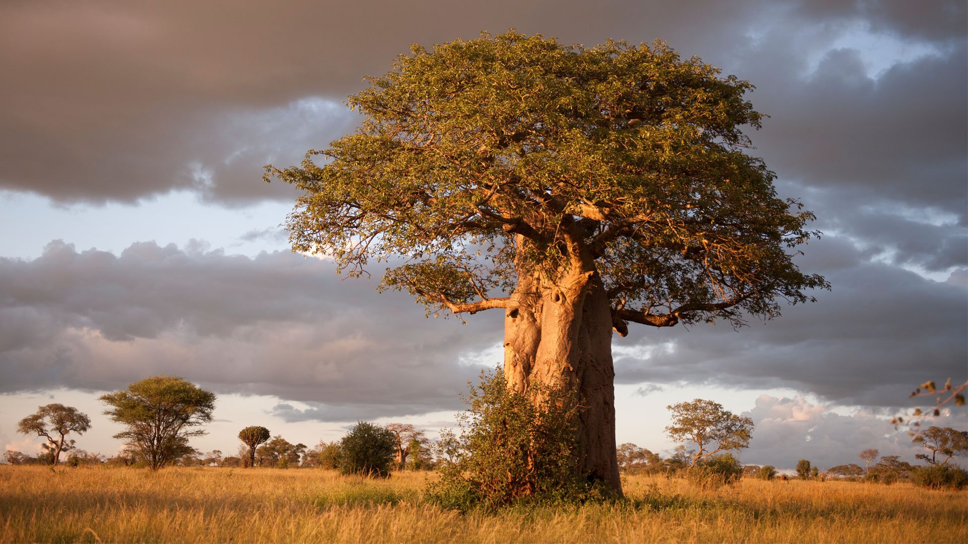 Tanzania — photo 4