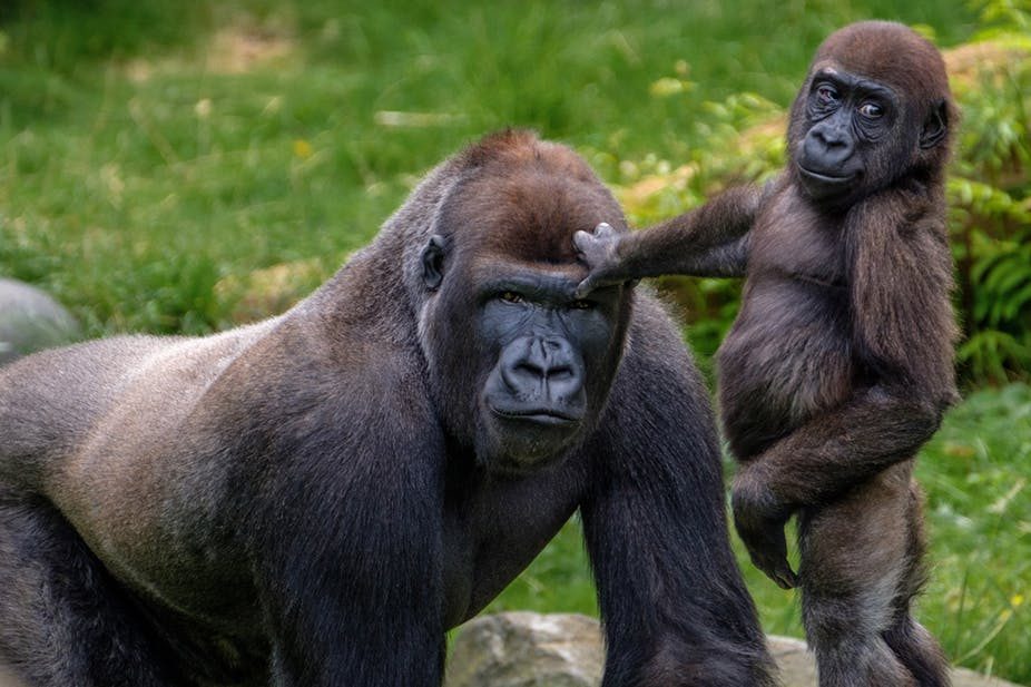 Mountain Gorilla